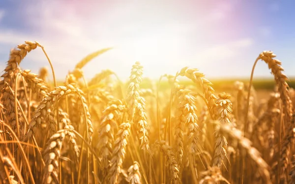 Ears Golden Wheat Close Beautiful Nature Sunset Landscape Rural Scenery — Stock Photo, Image