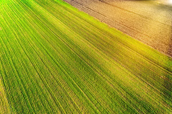 Вид Воздуха Поле Свежей Пшеницы Весной Закате — стоковое фото