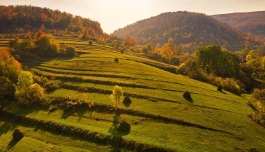 Güzel turuncu ve kırmızı sonbahar ormanı, turuncu üzerinde bir sürü ağaç.