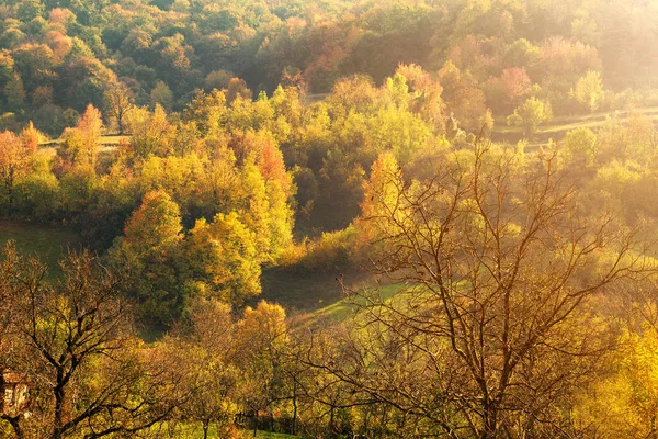 Autumn landscape. Autumn tree leaves. Orange and red leaves