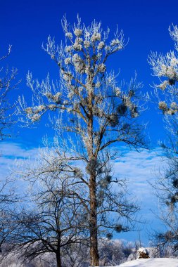 Kış ağaçlar ve mavi gökyüzü güneşli, soğuk havalarda. Mevsim, doğa