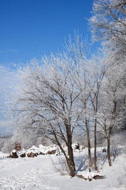 Kış ağaçlar ve mavi gökyüzü güneşli, soğuk havalarda. Mevsim, doğa