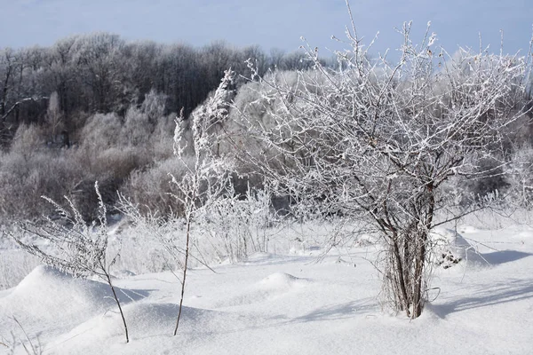 Зимові Дерева Блакитне Небо Сонячну Морозну Погоду Пори Року Природа — стокове фото