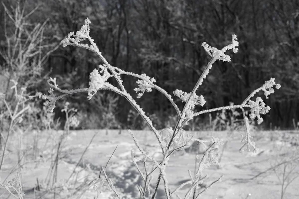 Piękny Zimowy Krajobraz Dobrą Pogodę Sezony Natura — Zdjęcie stockowe