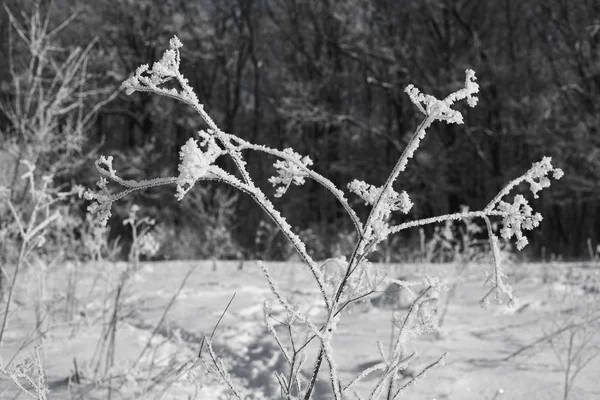 Bellissimo Paesaggio Invernale Con Tempo Limpido Stagioni Natura — Foto Stock