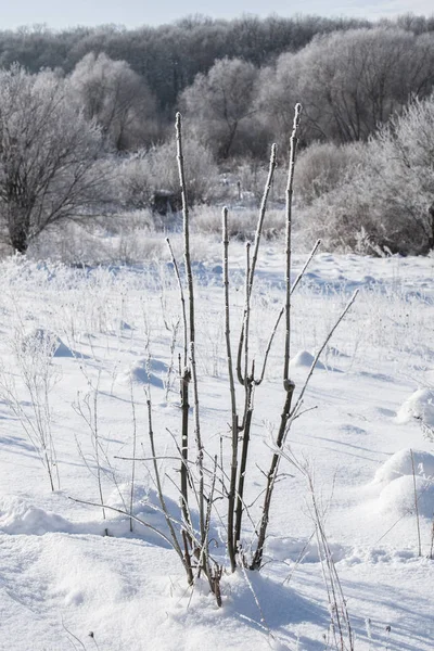 Beautiful winter landscape in clear weather. Seasons, nature