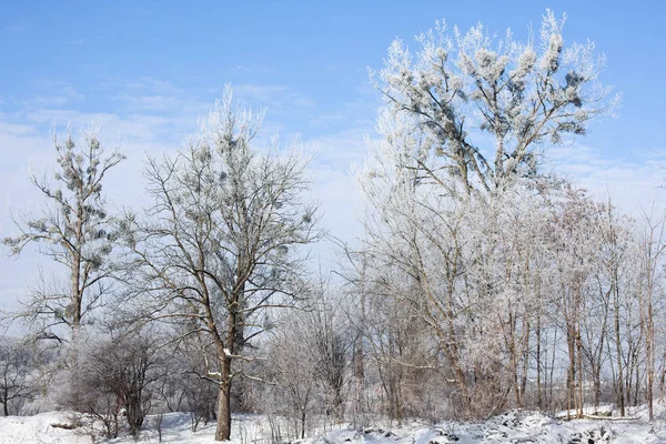 Winter Trees Blue Sky Sunny Frosty Weather Seasons Nature Stock Image