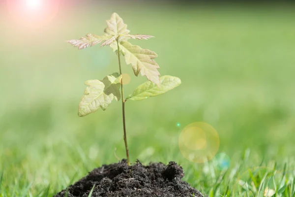 Konsep Awal Yang Segar Dan Pertumbuhan Pohon Kecil Yang Tumbuh — Stok Foto