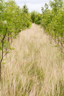 Satırları için sürdürülebilir kaynaklı ağaç büyüyen fidan