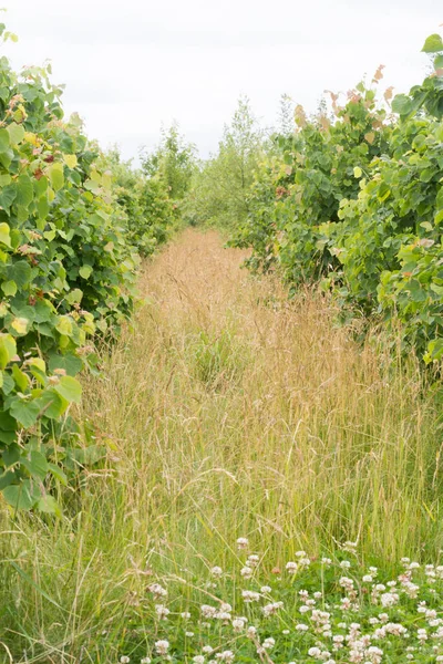 Righe Alberelli Che Crescono Legno Proveniente Fonti Sostenibili — Foto Stock