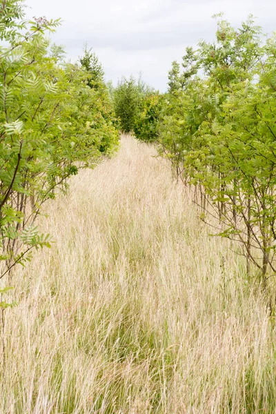 Satırları için sürdürülebilir kaynaklı ağaç büyüyen fidan