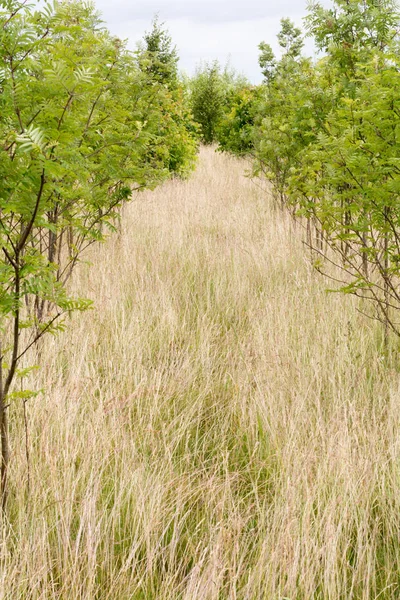 Satırları için sürdürülebilir kaynaklı ağaç büyüyen fidan