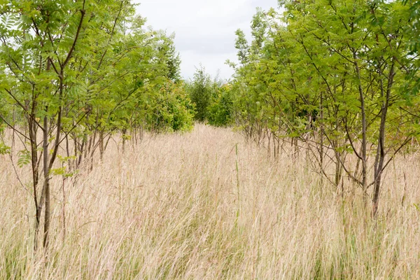 Satırları için sürdürülebilir kaynaklı ağaç büyüyen fidan