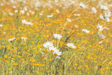 Vintage tarzı peyzaj bir yaz çayır kır çiçekleri