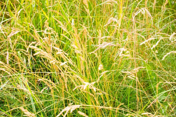 Zomer Weiland Met Wilde Bloemen Gras — Stockfoto