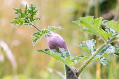 İçinde belgili tanımlık vahşi büyüyen yeşil yaprakları ile mor bitki