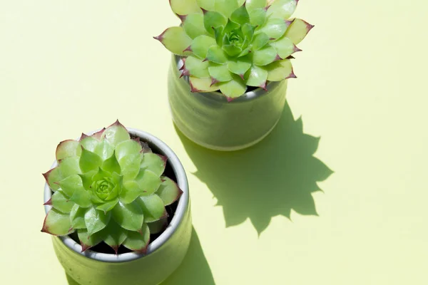 自然な太陽の緑の光で小さいサボテンの植物 — ストック写真