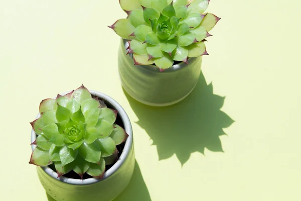 Petite Plante Cactus Lumière Naturelle Soleil Sur Vert — Photo