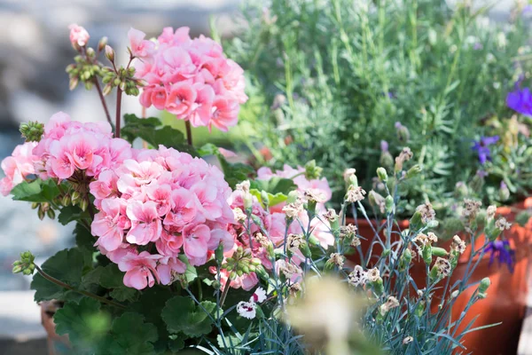 Flowers growing in a back yard or garden flower bed