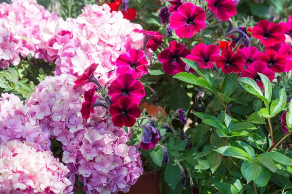 Flowers growing in a back yard or garden flower bed