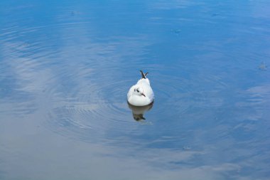 Bir martı sakin mavi su huzurlu bir göl kenarında duruyor