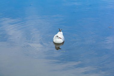 Bir martı sakin mavi su huzurlu bir göl kenarında duruyor