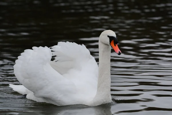 Белый Лебедь Плавает Спокойной Воде Озере — стоковое фото