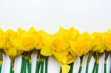 Bahar çiçek arka plan sarı nergis çiçekleri ile