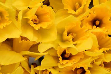 Bahar çiçek arka plan sarı nergis çiçekleri ile