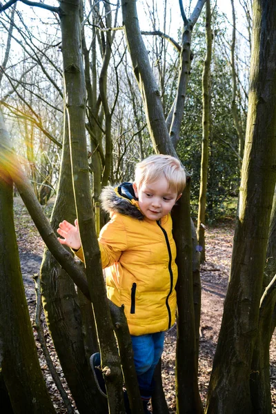Молодой Мальчик Исследует Природу Учится Лазать Деревьям — стоковое фото