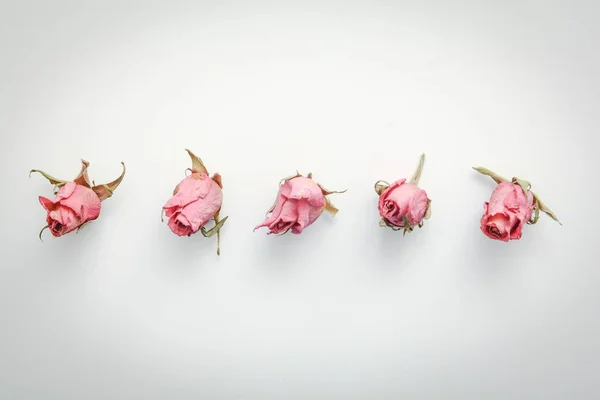 Dried Flower Still Life Rose Flowers — Stock Photo, Image