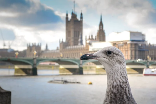 Mewa Pozach Podczas Zwiedzania Londynu Houses Parliament — Zdjęcie stockowe