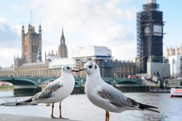 Dos Pájaros Paran Frente Emblemáticos Monumentos Londinenses Del Big Ben — Foto de Stock
