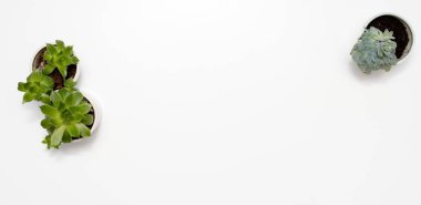 Modern beyaz Ofis Masası, üstten görünüm üzerinde yeşil etli bitki