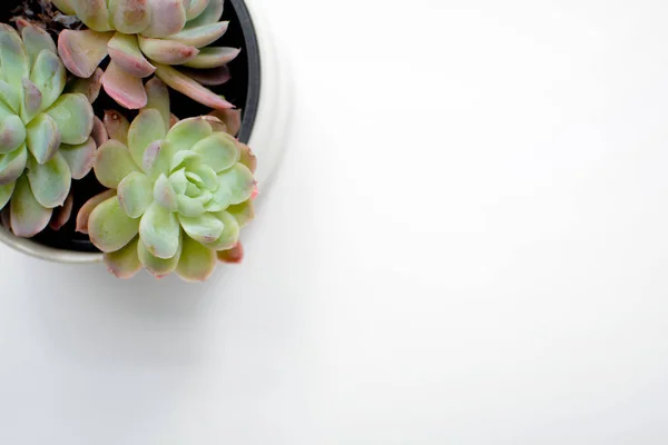 Plante succulente verte sur un bureau blanc moderne, vue sur le dessus — Photo