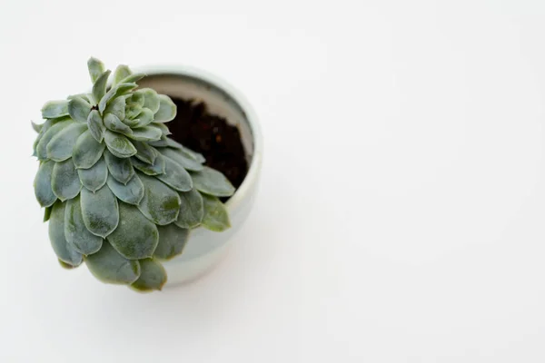 Zöld nedvdús növény, a modern fehér íróasztal, felülnézet — Stock Fotó