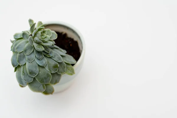 Planta suculenta verde na moderna mesa de escritório branca, vista superior — Fotografia de Stock