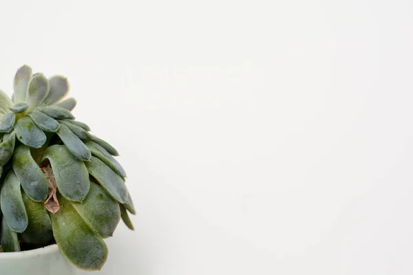 Plante succulente verte sur un bureau blanc moderne, vue sur le dessus — Photo