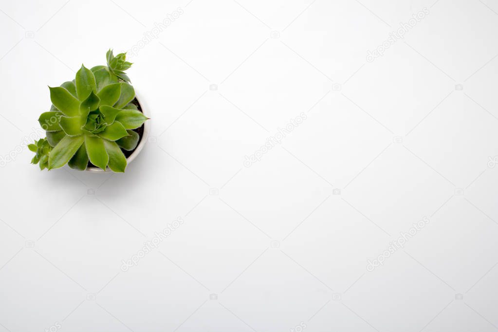 Green succulent plant on modern white office desk, top view