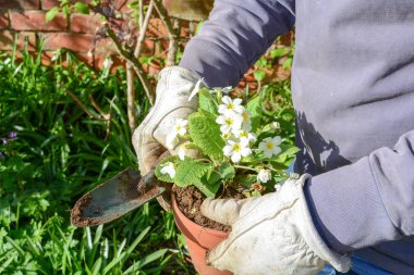 Adam yeni Saksı bitkiler dikimi