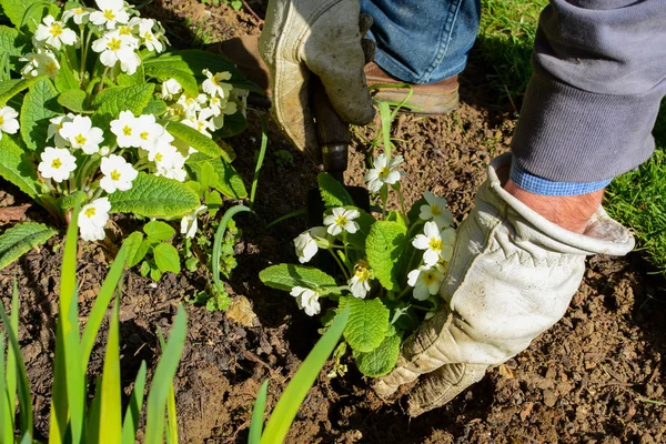 Hombre plantando nuevas plantas de maceta en el jardín — Foto de Stock