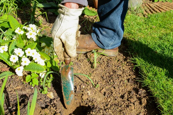 Hombre plantando nuevas plantas de maceta en el jardín — Foto de Stock