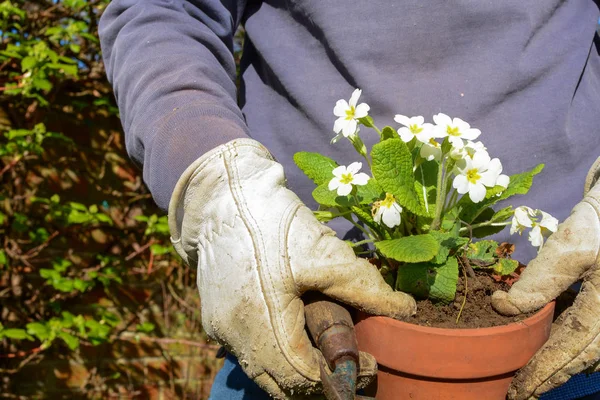 Hombre plantando nuevas plantas de maceta en el jardín — Foto de Stock