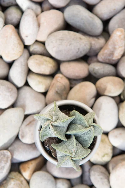 Pequena planta de cacto no fundo estilo moderno brilhante — Fotografia de Stock