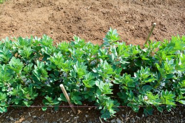 Bir tahsis yama dışında büyüyen sebzeler