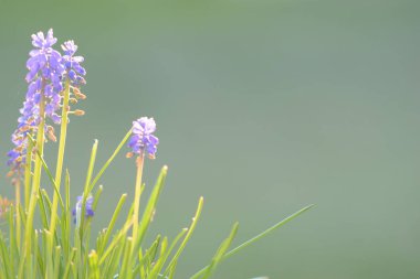 Bluebells yeşil çim arka plan üzerinde büyüyen