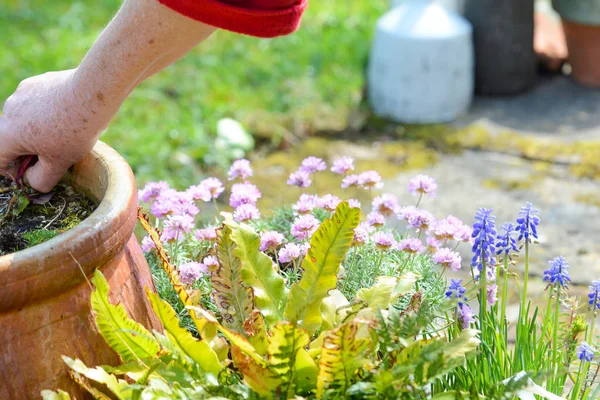 Tuinieren. Volwassen man planten en verzorgen van plantjes in de tuin — Stockfoto