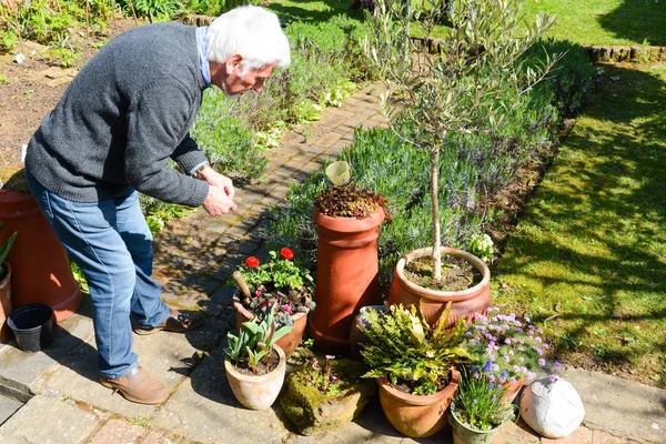 Jardinería. Hombre maduro plantando y cuidando plantas en el jardín — Foto de Stock