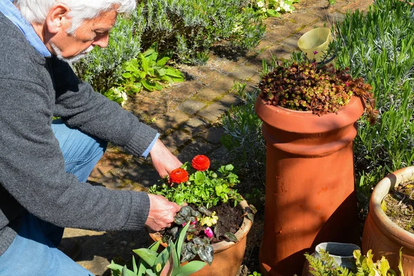 Jardinería. Hombre maduro plantando y cuidando plantas en el jardín — Foto de Stock