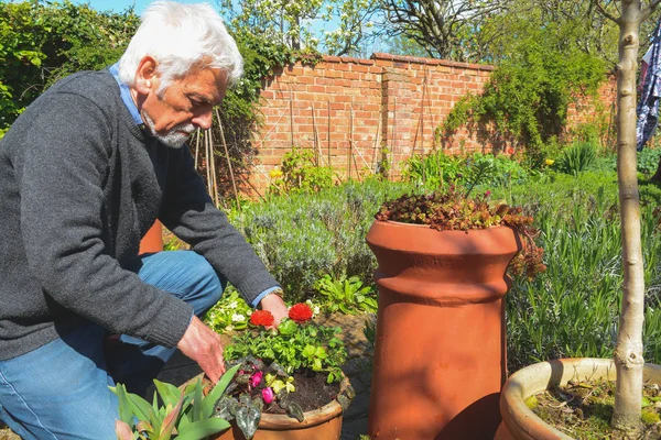 Jardinería. Hombre maduro plantando y cuidando plantas en el jardín — Foto de Stock